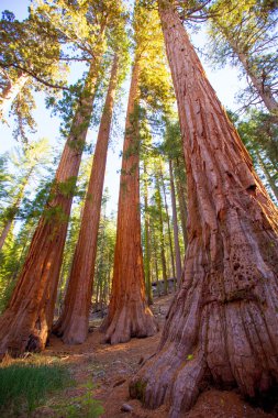 Sequoias in Mariposa grove at Yosemite National Park clipart