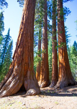 SEQUOIAS mariposa Grove, yosemite Milli Parkı