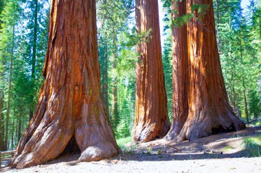 SEQUOIAS mariposa Grove, yosemite Milli Parkı