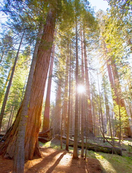 Sequoias in Mariposa grove at Yosemite National Park — Stock Photo, Image