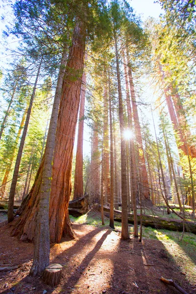Sequoias en Mariposa Grove en el Parque Nacional Yosemite —  Fotos de Stock