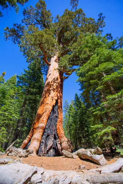 Sequoias in Mariposa grove at Yosemite National Park — Stock Photo, Image