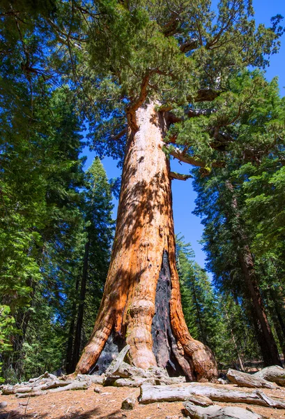 SEQUOIAS mariposa Grove, yosemite Milli Parkı