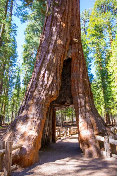 Sequoia Gate in Mariposa grove at Yosemite California — Stock Photo, Image