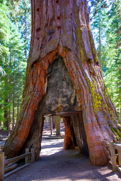 Sequoia Gate em Mariposa Grove em Yosemite Califórnia — Fotografia de Stock