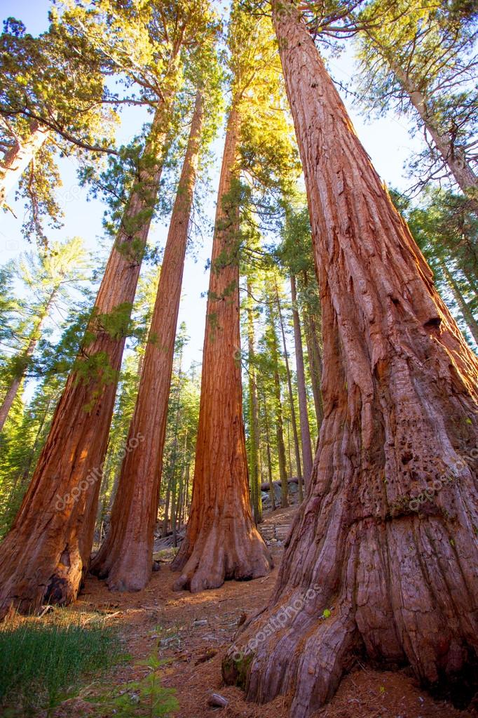 Mammutbume In Der Mariposa Grove Im Yosemite National Park Stockfoto