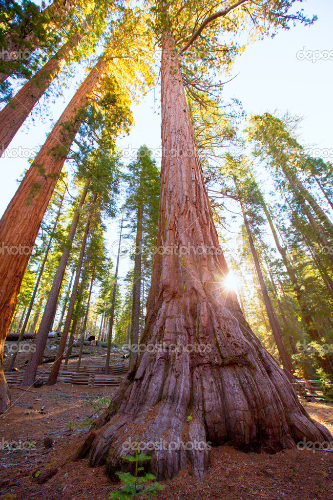 Sequoias in Mariposa grove at Yosemite National Park