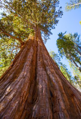 Sequoias in Mariposa grove at Yosemite National Park clipart