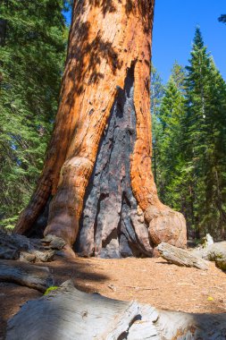 SEQUOIAS mariposa Grove, yosemite Milli Parkı