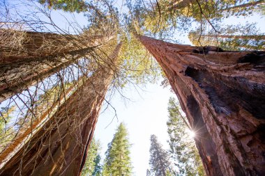 California SEQUOIAS aşağıdan göster
