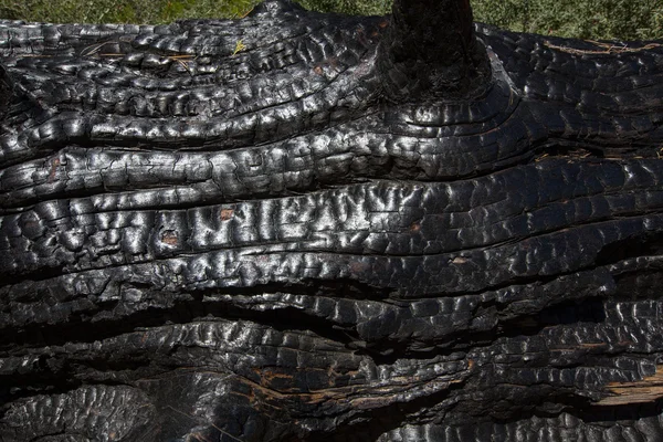 Tronco de secuoya carbonizado quemado en Yosemite —  Fotos de Stock