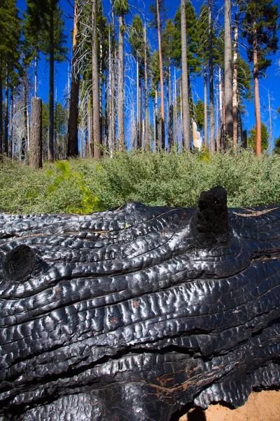 Burned charred redwood trunk in Yosemite — Stock Photo, Image