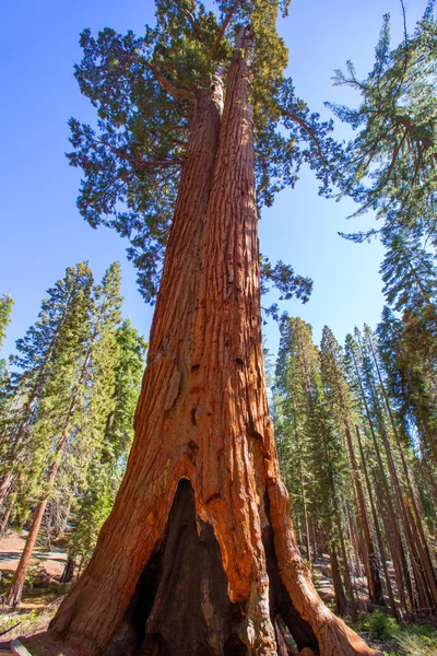 SEQUOIAS mariposa Grove, yosemite Milli Parkı