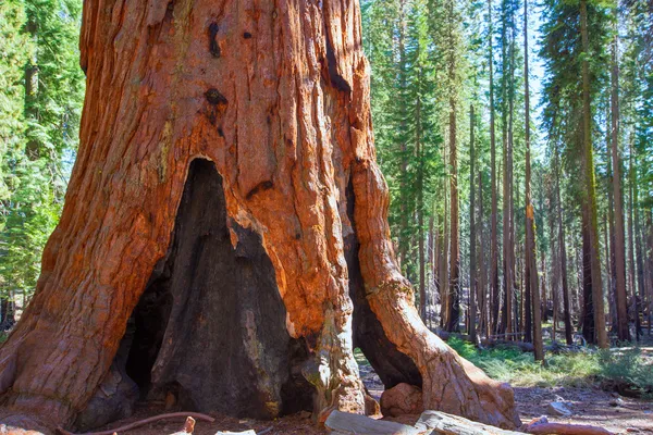 Sequoias no bosque Mariposa no Parque Nacional de Yosemite — Fotografia de Stock