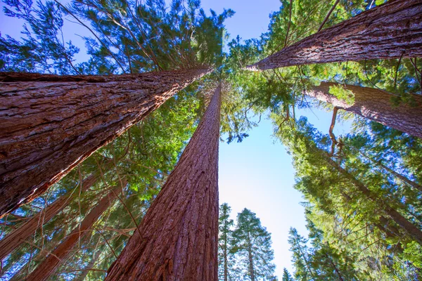 Sequoias em vista da Califórnia a partir de baixo — Fotografia de Stock