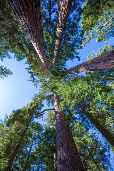 Δείτε από κάτω και sequoias, στην Καλιφόρνια — Φωτογραφία Αρχείου