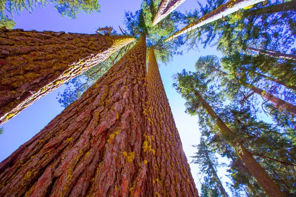 Mammutbäume in Kalifornien von unten — Stockfoto