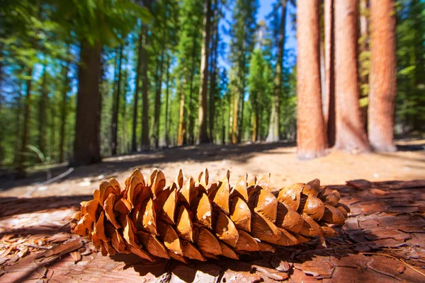 Sequoia pinheiro cone macro em Yosemite Mariposa Grove — Fotografia de Stock