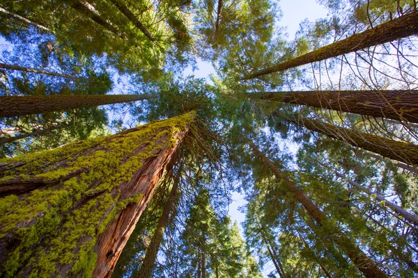 Sequoias em vista da Califórnia a partir de baixo — Fotografia de Stock