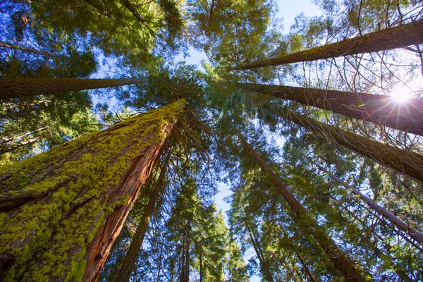 Sequoias en California vista desde abajo — Foto de Stock