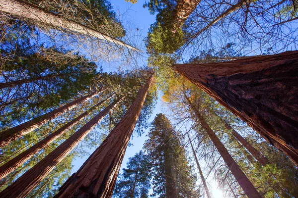 Sequoias en California vista desde abajo — Foto de Stock