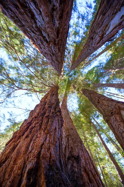 Sequoias en California vista desde abajo — Foto de Stock