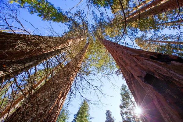 Sequoias em vista da Califórnia a partir de baixo — Fotografia de Stock