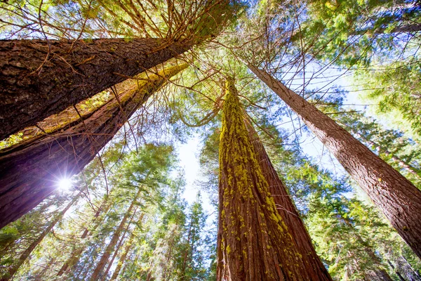 Sequoias em vista da Califórnia a partir de baixo — Fotografia de Stock