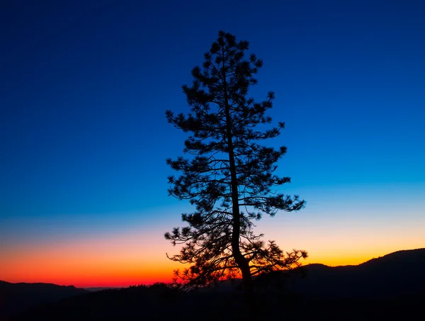 Puesta de sol en el Parque Nacional Yosemite con siluetas de árboles —  Fotos de Stock