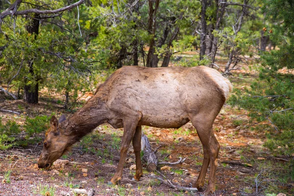 Älg rådjur betar i arizona grand canyon park — Stockfoto