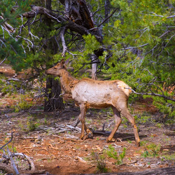 Elk Deer grazing in Arizona Grand Canyon Park — Stock Photo, Image