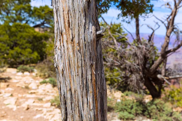 Arizona grand Canyonu jalovec stromu kmen textura — Stock fotografie