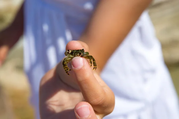 Kid holding little baby crab in hand during beach vacation — Stock Photo, Image