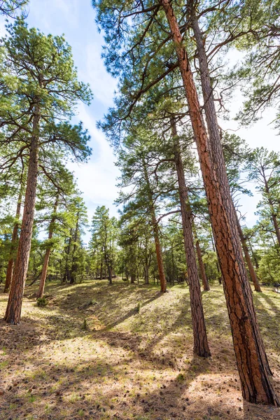 Bosque de pinos en el Gran Cañón Arizona — Foto de Stock