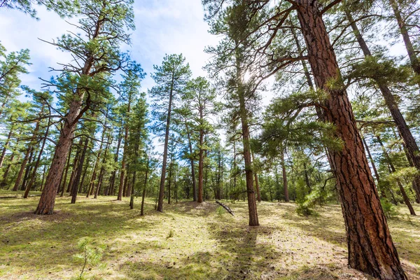 Dennenbos in grand canyon arizona — Stockfoto