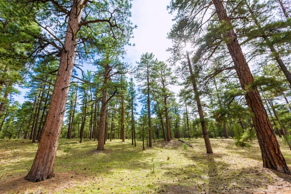 Bosque de pinos en el Gran Cañón Arizona — Foto de Stock