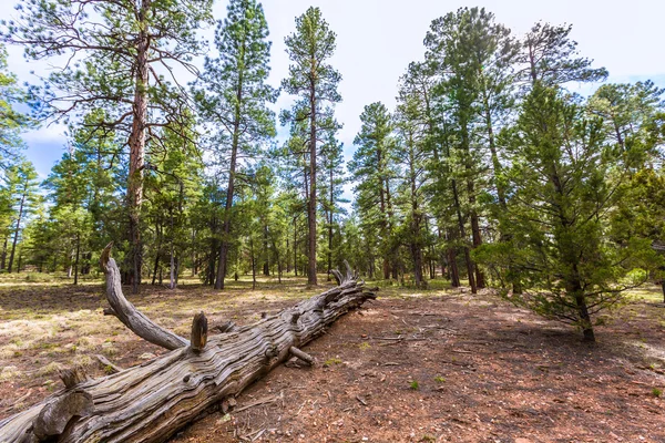 Pine tree forest in Grand Canyon Arizona — Stock Photo, Image