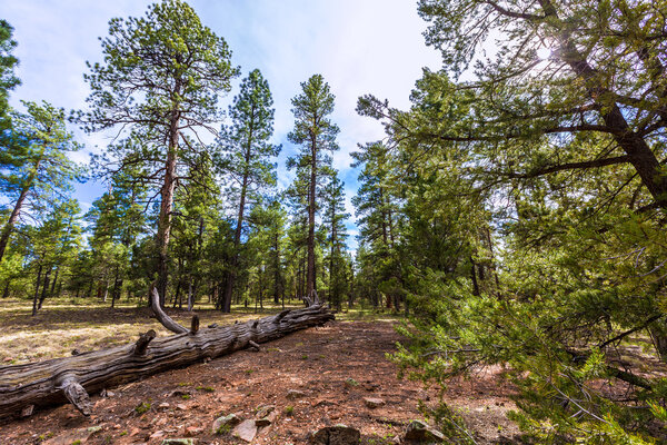 Pine tree forest in Grand Canyon Arizona