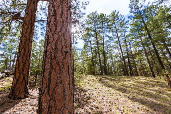 アリゾナ州グランドキャニオンの松の森 — ストック写真