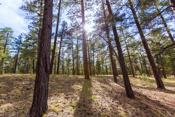 Floresta de pinheiros em Arizona — Fotografia de Stock