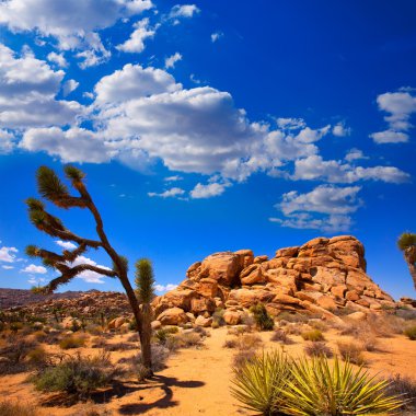 Maltepe Milli Parkı yucca valley mohave desert Kaliforniya