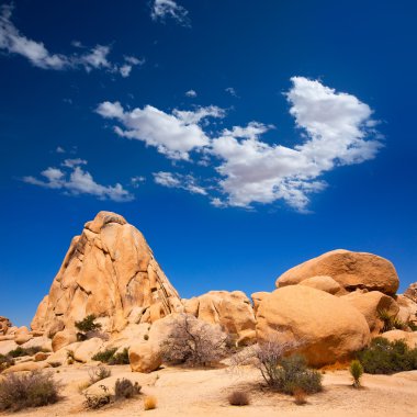 Joshua tree national park Kavşağı rock california