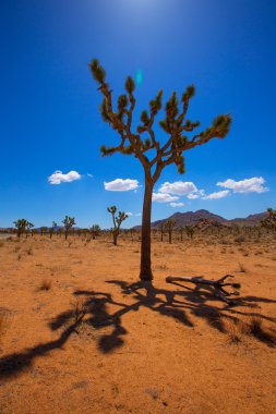 Maltepe Milli Parkı yucca valley mohave desert Kaliforniya