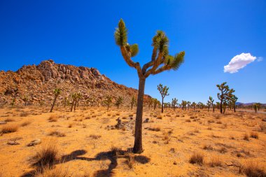 Maltepe Milli Parkı yucca valley mohave desert Kaliforniya