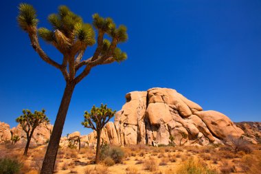 Maltepe Milli Parkı yucca valley mohave desert Kaliforniya