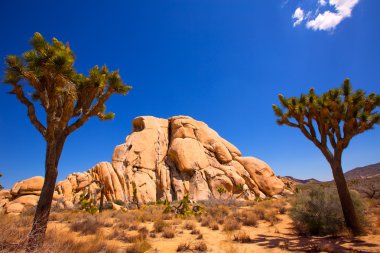 Maltepe Milli Parkı yucca valley mohave desert Kaliforniya