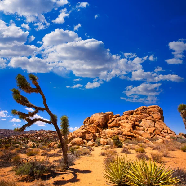 Maltepe Milli Parkı yucca valley mohave desert Kaliforniya — Stok fotoğraf