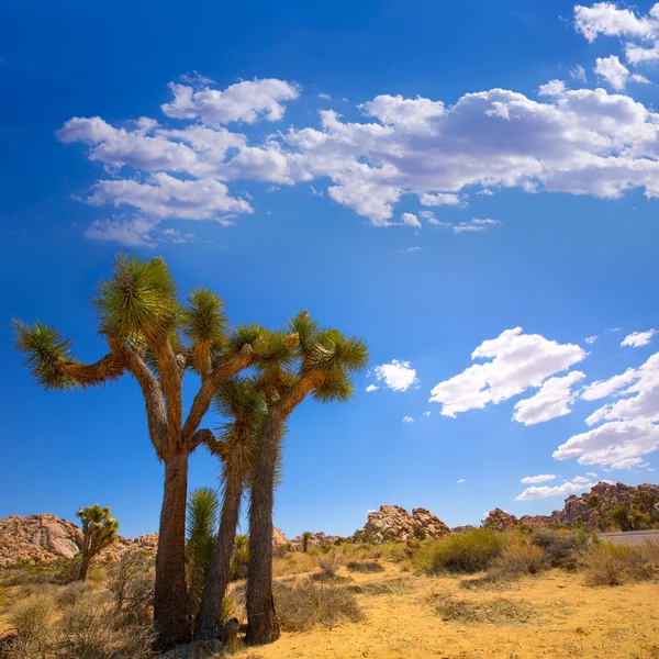 Maltepe Milli Parkı yucca valley mohave desert Kaliforniya — Stok fotoğraf