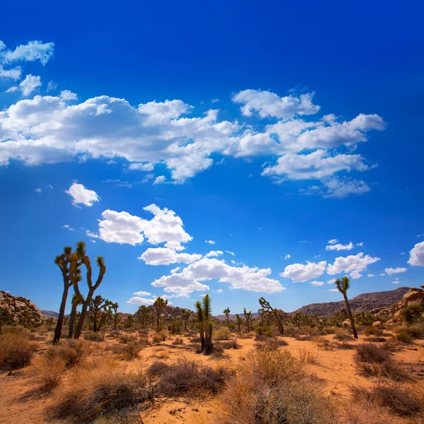 Joshua δέντρο εθνικό πάρκο yucca κοιλάδα έρημο mohave Καλιφόρνια — Φωτογραφία Αρχείου