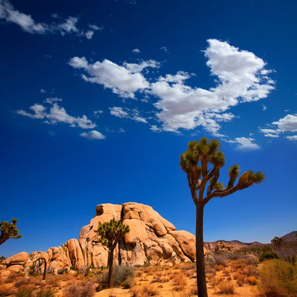 Joshua tree nationalpark yucca tal mohave wüste kalifornien — Stockfoto